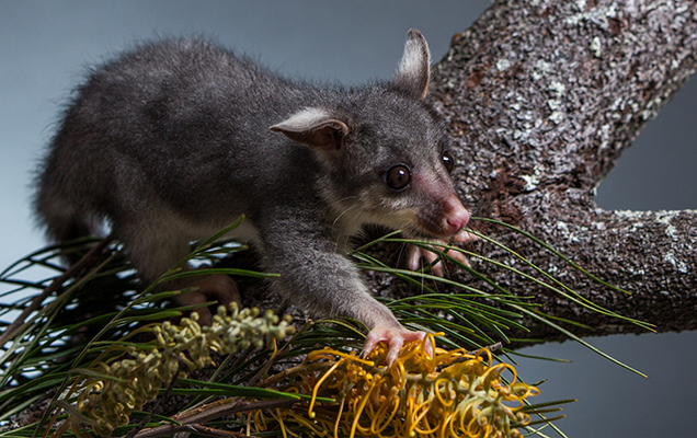 young possum on a branch 